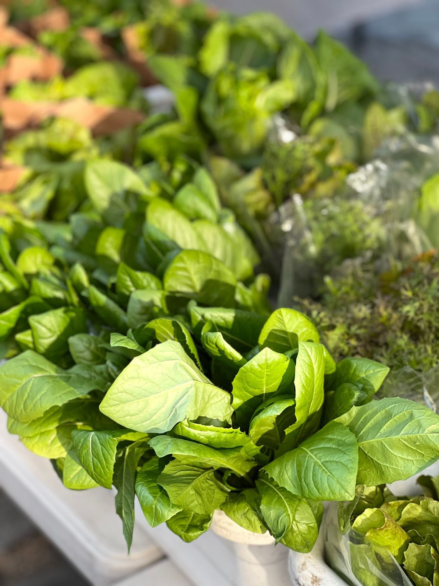 Crates of leafy green lettuces and herbs