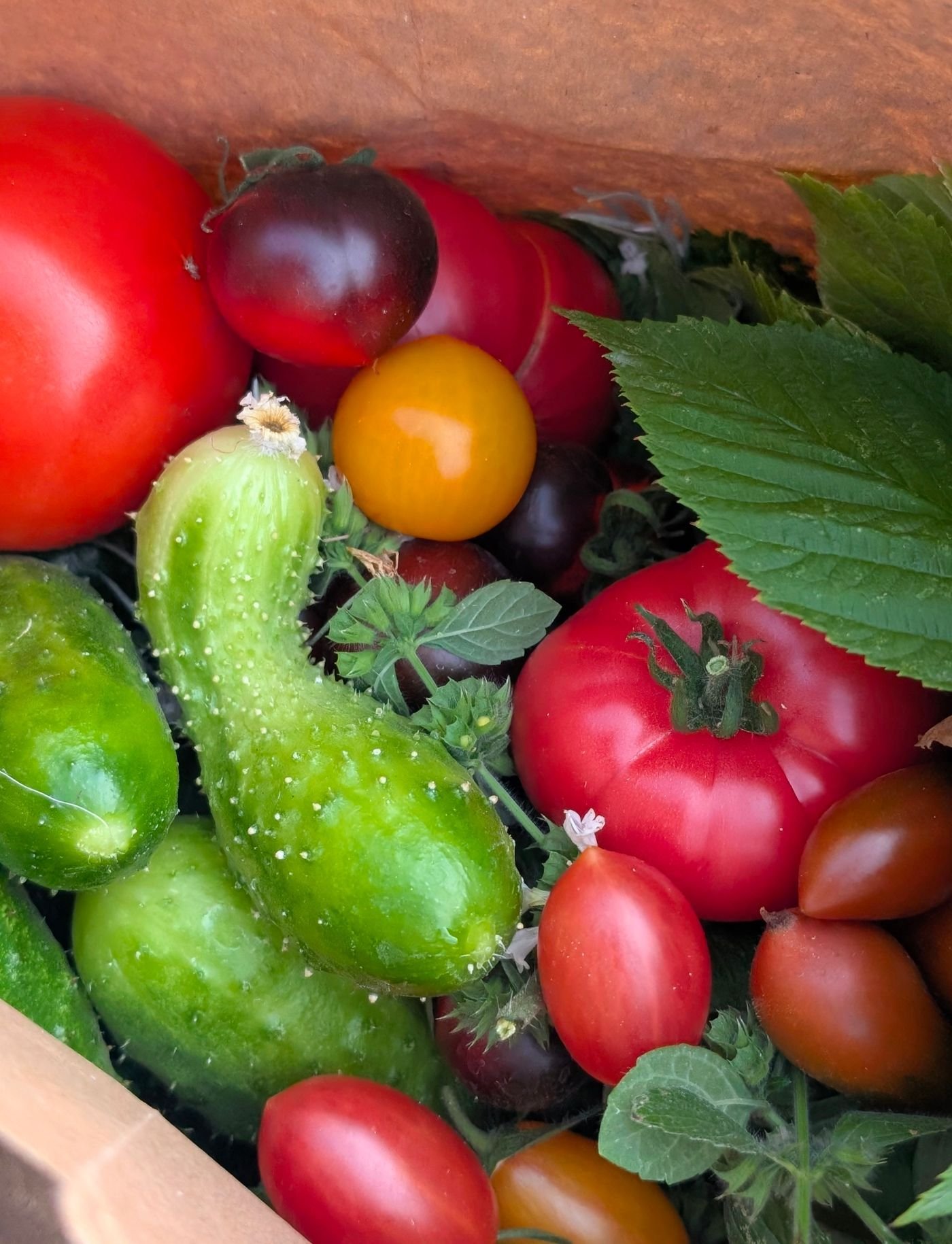 Heirloom tomatoes and cucumbers with leaves in a crate